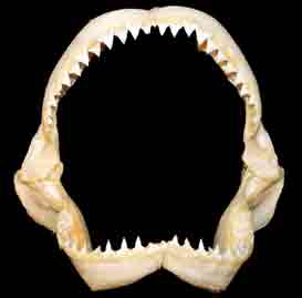 Shark's Teeth and Jaws