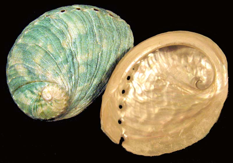 L'Arca di Noè - Haliotis assimilis Seashell Ear Shell Sea Ear Gastropod ...