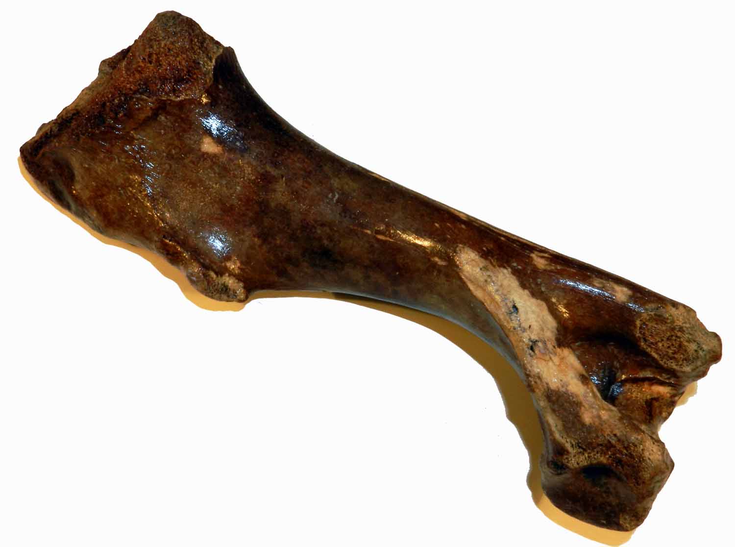 L'Arca di Noè - Equus sp. Fossil Humerus Bone Prehistoric Horse ...