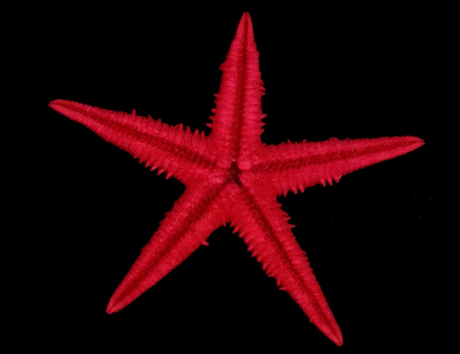 L'Arca di Noè - Astropecten vappa Colorata Stella Marina della Sabbia cm  2-3 Stella di Mare Echinodermi Asterozoi Asteroidei Astropettinidi [C19116]