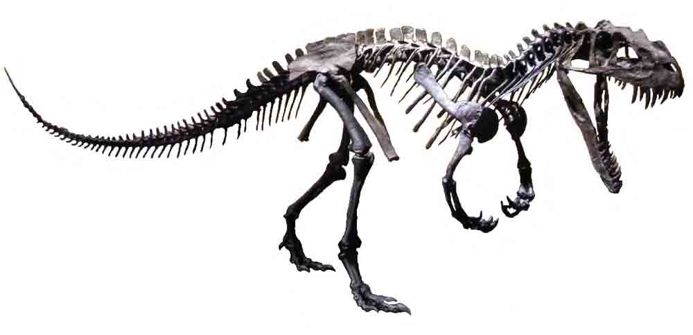 Ceratosaurus_scheletro.jpg