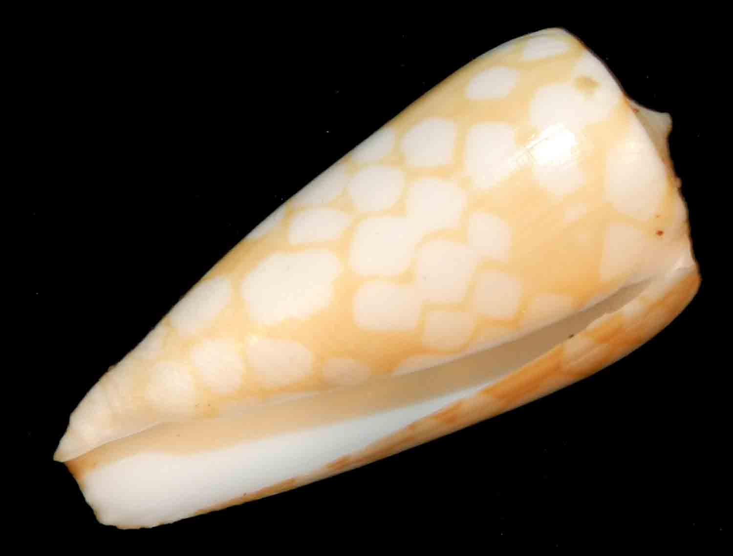 L'Arca di Noè - Conus cordigera (1) mm 31 Seashell Gastropoda Cone Sea ...