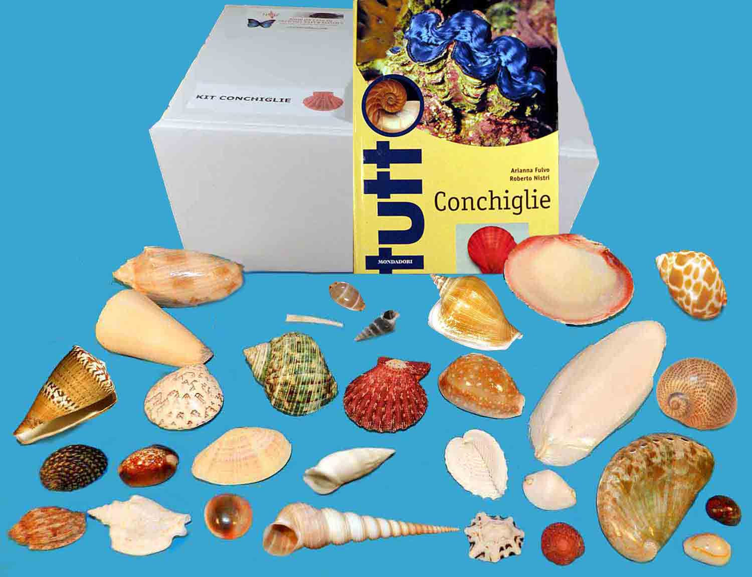 L'Arca di Noè - Kit Conchiglie + Libro Collezione 30 Conchiglie Marine  Gasteropodi Bivalvi [S16157]