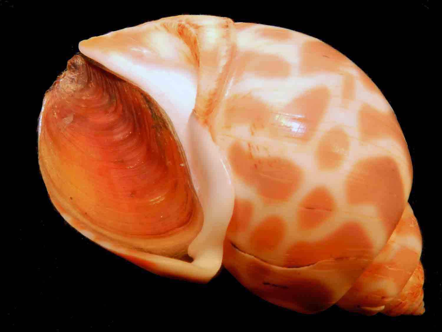 L Arca di Noè Babylonia spirata Extra mm Seashell Gastropoda Sea Snail Whelk Babylon