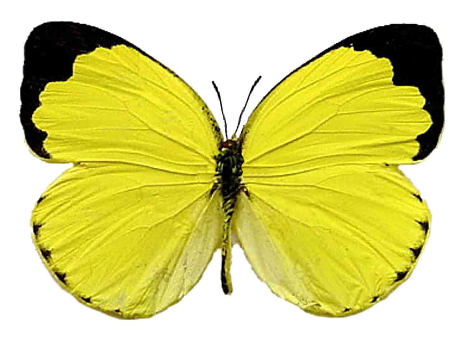 Butterfly kit: kit allevamento farfalla cavolaia, Natura e