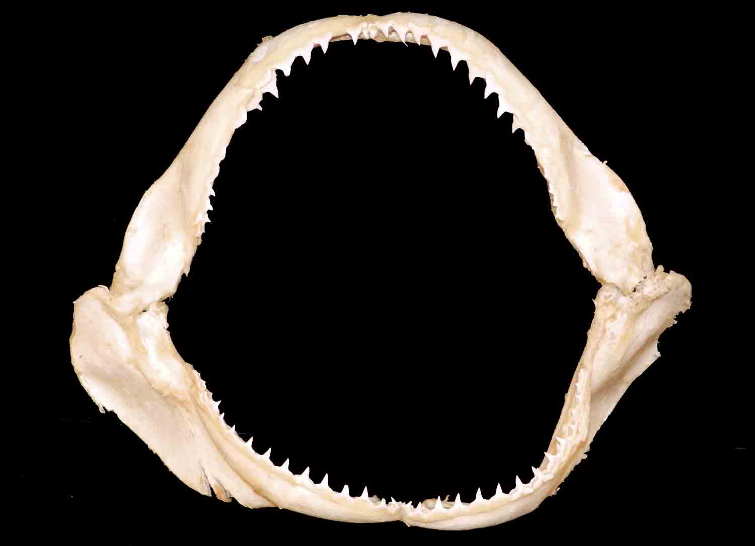 L'Arca di Noè - Carcharhinus brachyurus Copper Shark's Jaws (3 ...