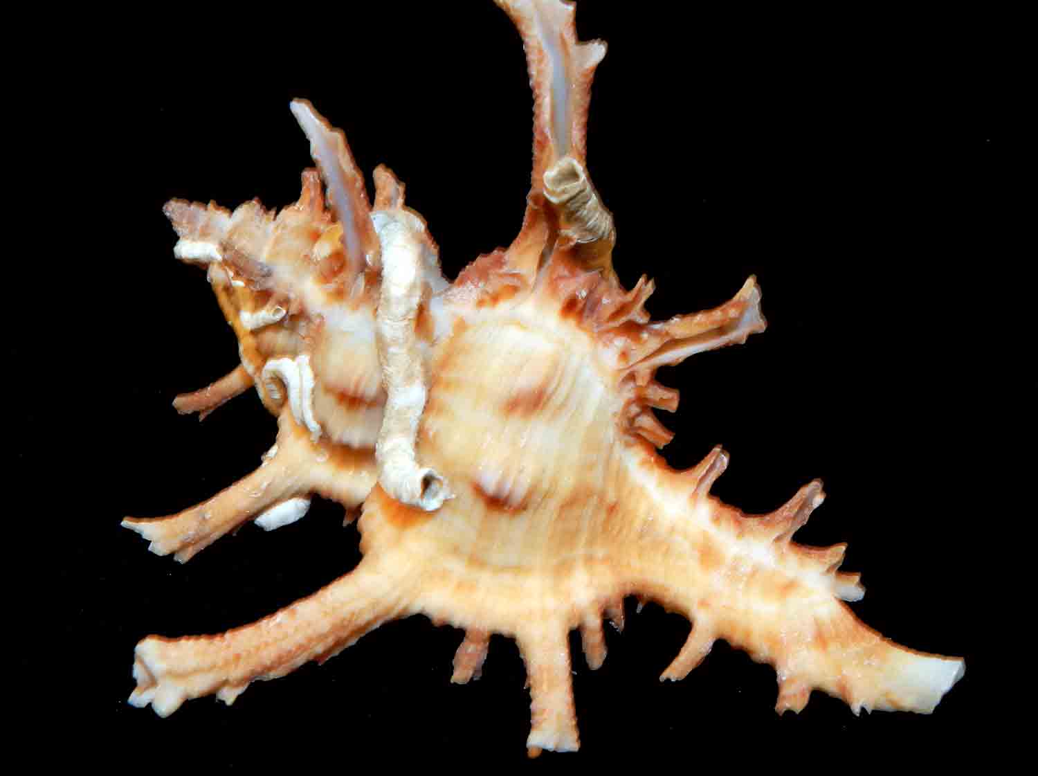 L Arca di Noè Murex axicornis mm Conchiglia di Mare Gasteropode Murice Muricide SP