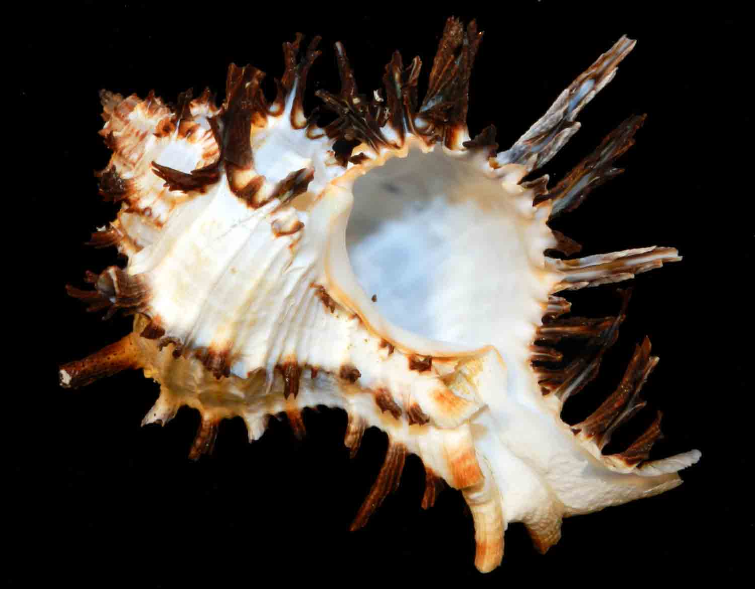 L Arca Di No Murex Endivia Mm Xl Conchiglia Di Mare Gasteropode Murice Muricide S