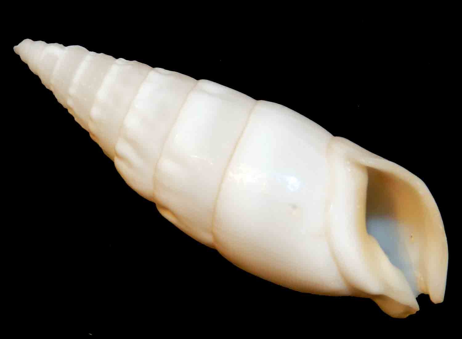 L Arca di Noè Lot Rhinoclavis vertagus gr Seashell Sea Snail Gastropod Cerithiid Cerith