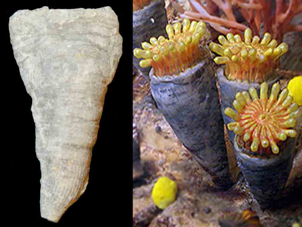 L'Arca di Noè - Triplophyllites Horn Coral Fossil mm 25 Carboniferous (USA)  Triplophyllites circularis (3) [F23899]